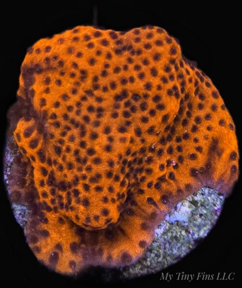 Ultra Orange Montipora (Plating Coral) - WYSIWYG