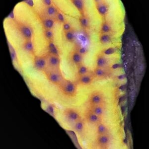 Crazy T Montipora – Almost WYSIWYG SPS Coral Frag (Plating)