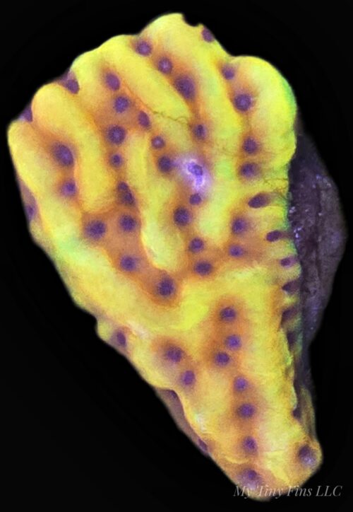 Crazy T Montipora – Almost WYSIWYG SPS Coral Frag (Plating)