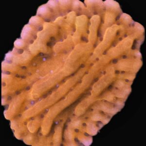 RR Naughty Spiral Montipora – Almost WYSIWYG SPS Coral Frag (Plating)