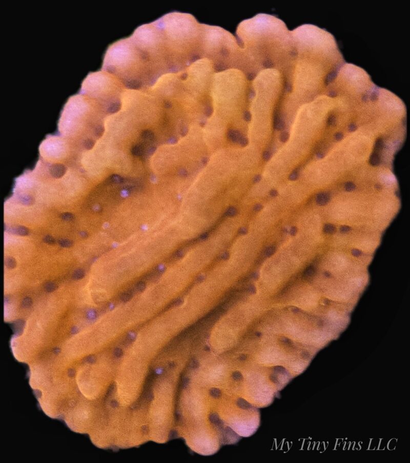 RR Naughty Spiral Montipora – Almost WYSIWYG SPS Coral Frag (Plating)