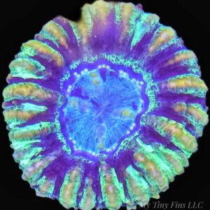 Mini Scolymia – Compact, Colorful LPS Gem