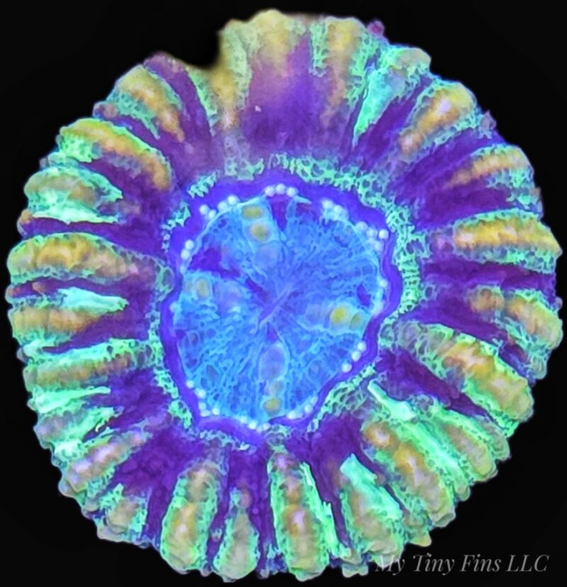 Mini Scolymia – Compact, Colorful LPS Gem