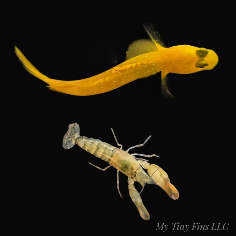 Pistol Shrimp & Goby Pair