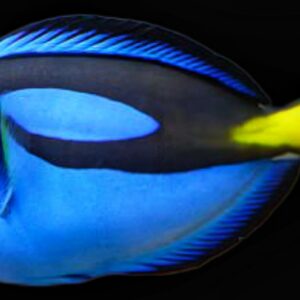 Small Blue Hippo Tang 1"