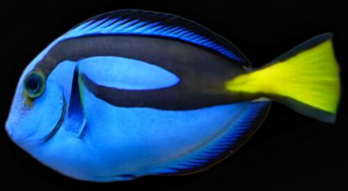 Small Blue Hippo Tang 1"