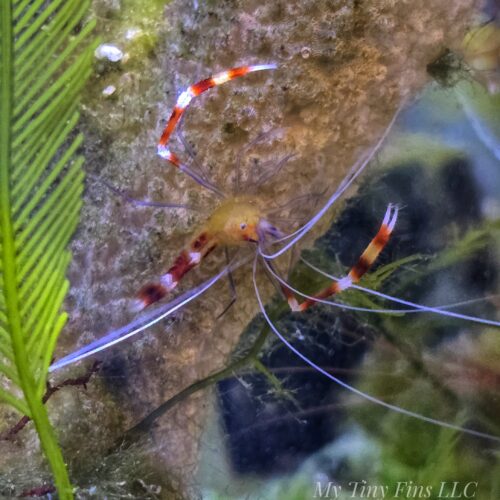 Gold Coral Banded Shrimp