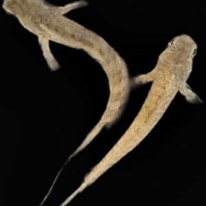 Small Lawnmower Blenny - Algae Eaters!