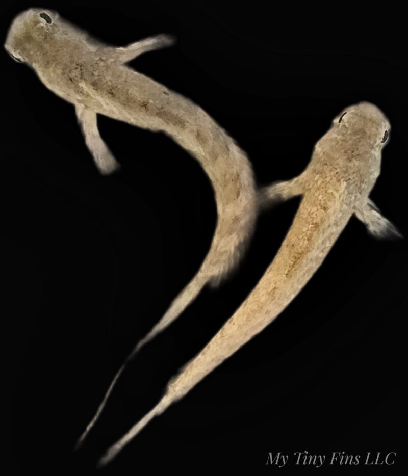 Small Lawnmower Blenny - Algae Eaters!