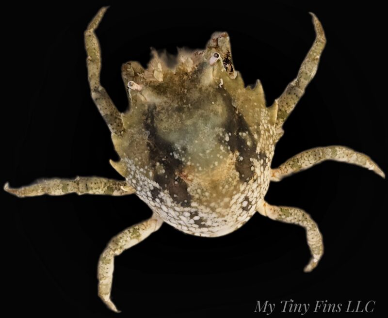 Pithos Crab - Reef Safe Algae Eaters