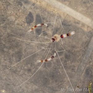 Coral Banded Shrimp