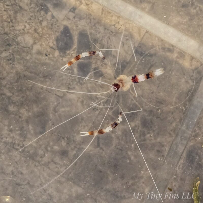 Coral Banded Shrimp