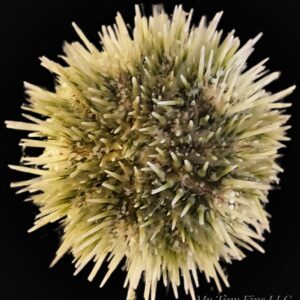 Pin Cushion Urchin - Excellent Algae Eaters!