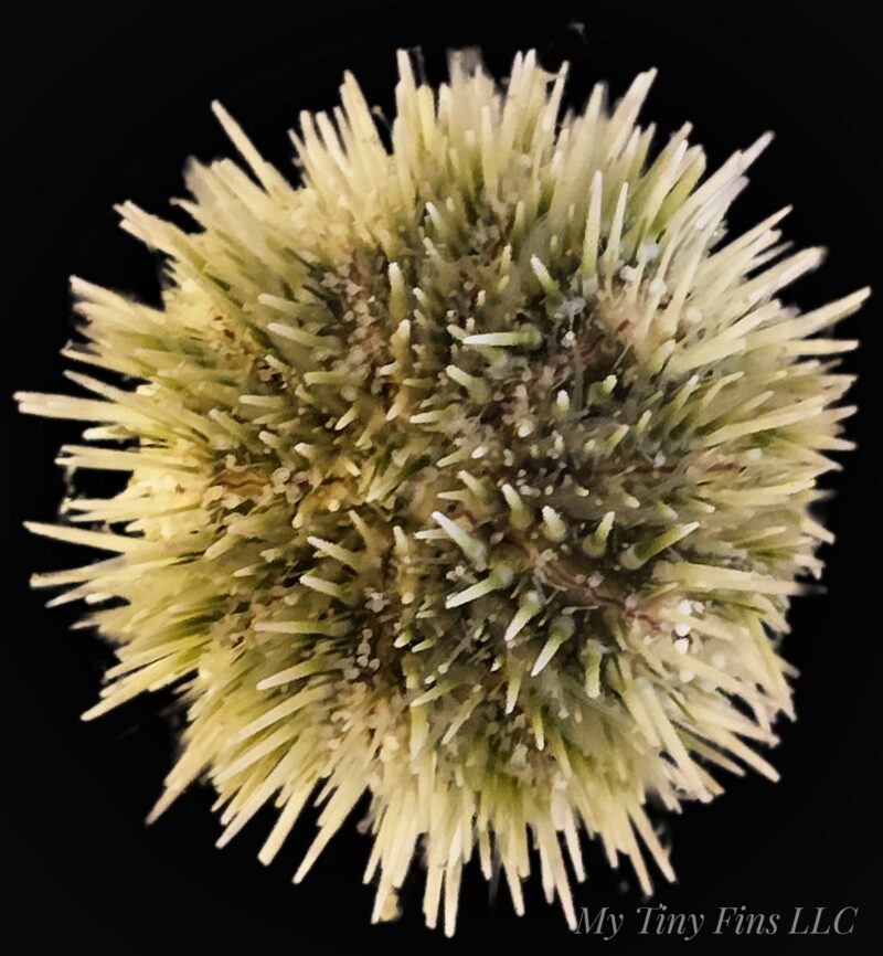 Pin Cushion Urchin - Excellent Algae Eaters!