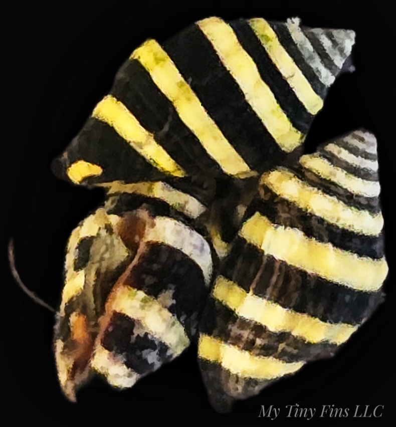 Bumblebee Snails