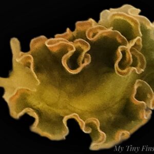 Sea Lettuce Nudibranch - Reef Safe Algae Eaters