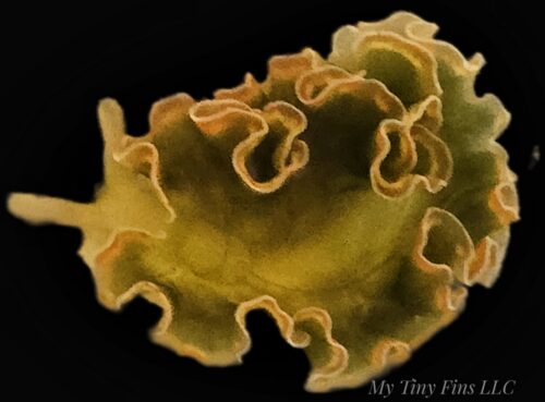 1000171059 Sea Lettuce Nudibranch - Reef Safe Algae Eaters