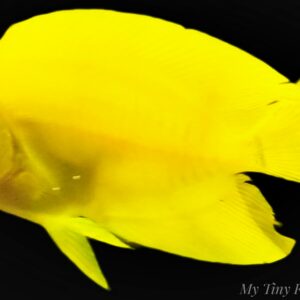 Small Chocolate Mimic Tang 1"