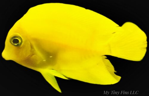 Small Chocolate Mimic Tang 1"