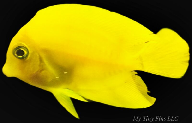 Small Chocolate Mimic Tang 1"