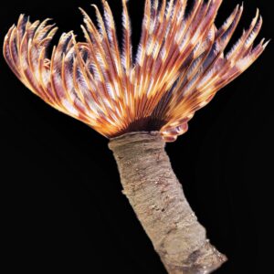 Giant Feather Duster Worm - Reef Safe Filter Feeders