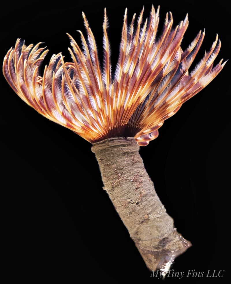 Giant Feather Duster Worm - Reef Safe Filter Feeders