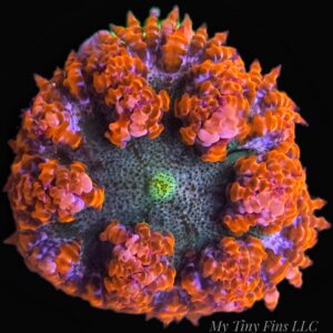 Ultra Rock Flower Anemone - WYSIWYG