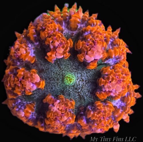 Ultra Rock Flower Anemone - WYSIWYG