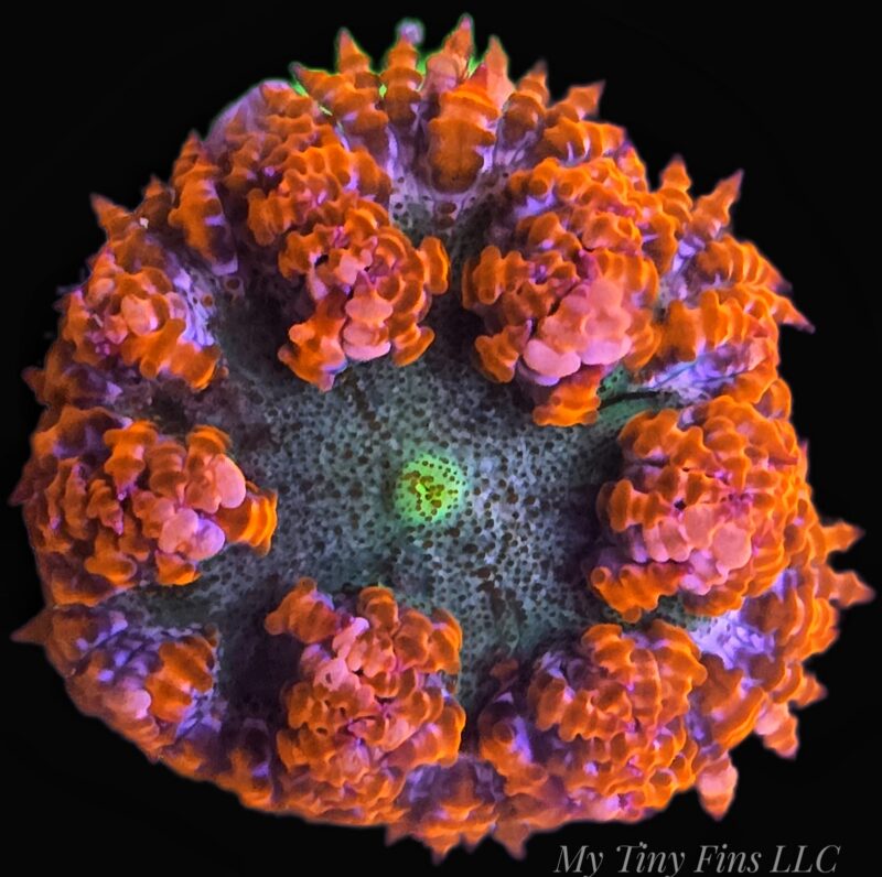 Ultra Rock Flower Anemone - WYSIWYG