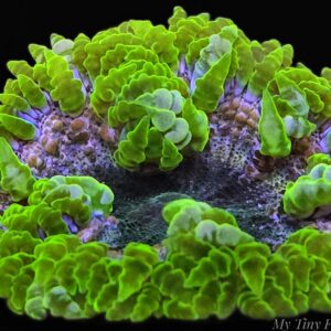 Ultra Green Rock Flower Anemone - WYSIWYG