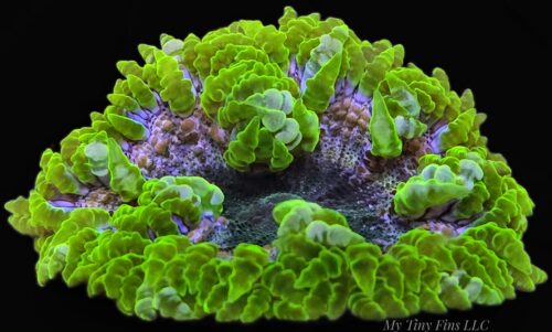 Ultra Green Rock Flower Anemone - WYSIWYG