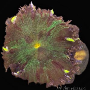 Ultra Rock Flower Anemone - WYSIWYG
