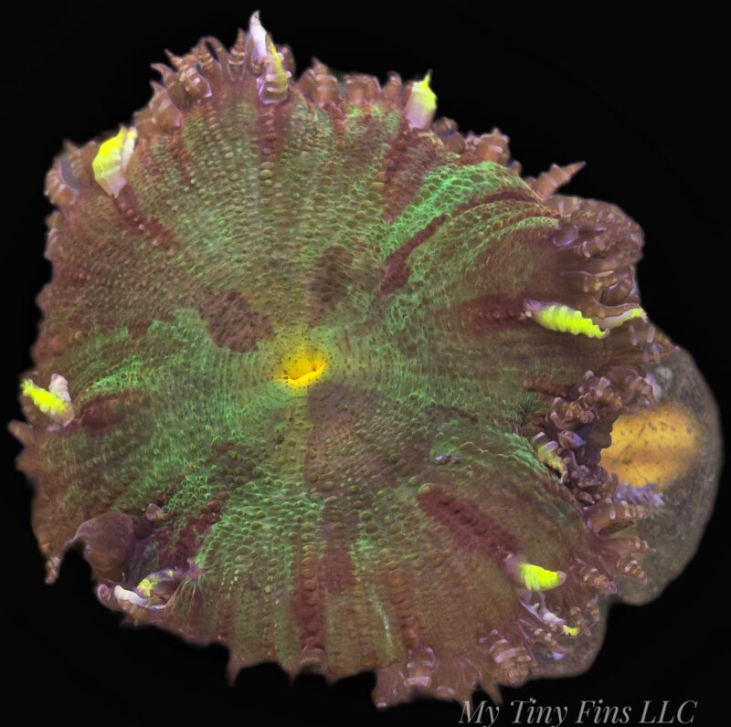 Ultra Rock Flower Anemone - WYSIWYG