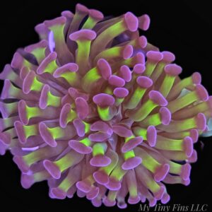 Purple Tip Branching Hammer (1 Polyp)