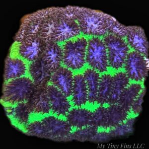 Purple Leptoseris Coral -WYSIWYG
