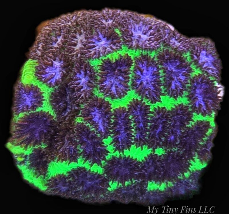 Purple Leptoseris Coral -WYSIWYG