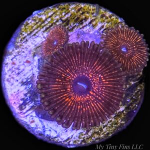 WYSIWYG - Metallic Red Zoanthids