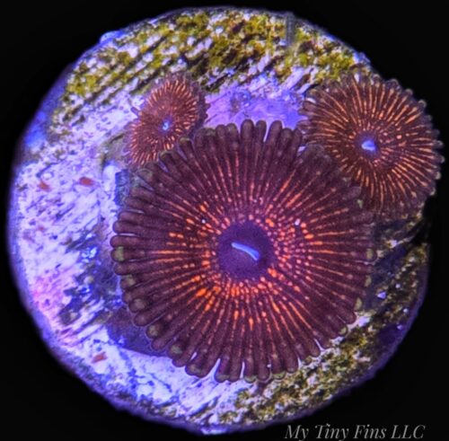 WYSIWYG - Metallic Red Zoanthids