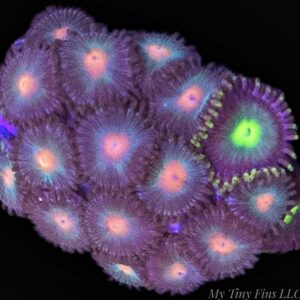 1000173933 Assorted Ultra Zoanthid Frag – WYSIWYG Soft Coral 10+ Polyps