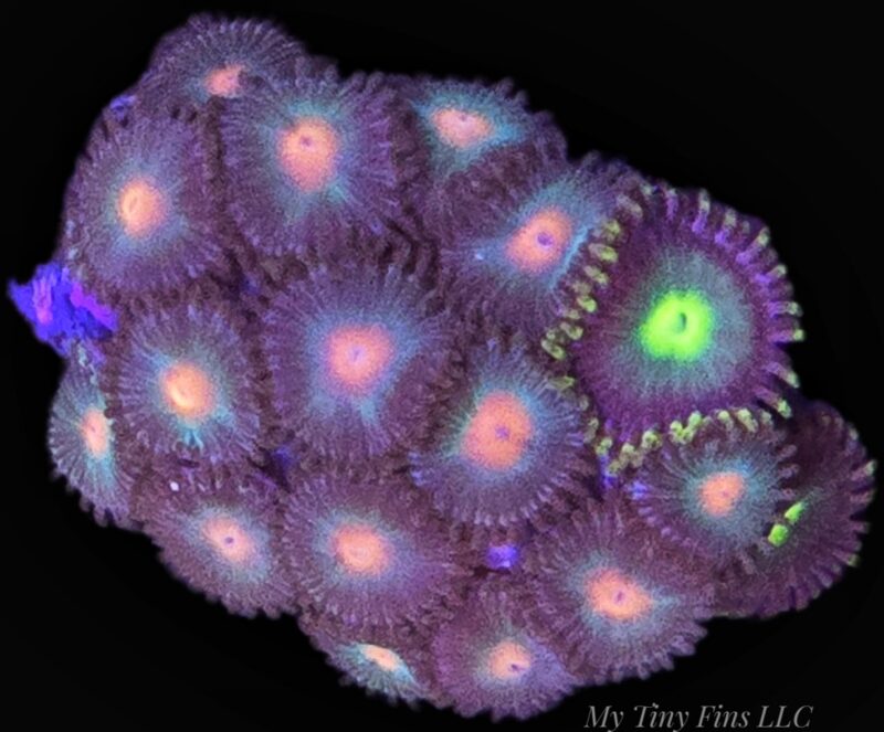 1000173933 Assorted Ultra Zoanthid Frag – WYSIWYG Soft Coral 10+ Polyps