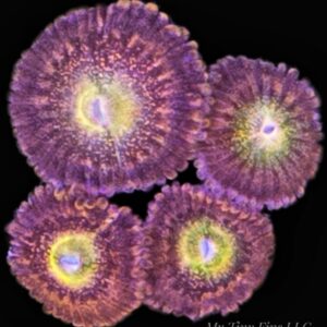 1000173934 TG Sakura Zoanthid Frag – WYSIWYG Soft Coral