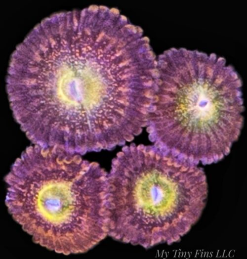 1000173934 TG Sakura Zoanthid Frag – WYSIWYG Soft Coral