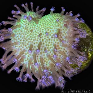 1000173943 Green Toadstool Leather Coral (Sarcophyton sp.)