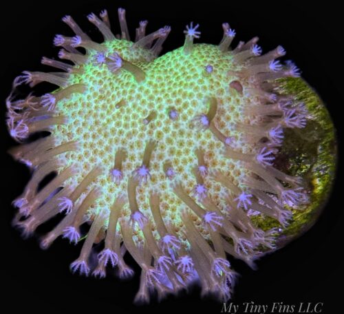Green Toadstool Leather Coral (Sarcophyton sp.)