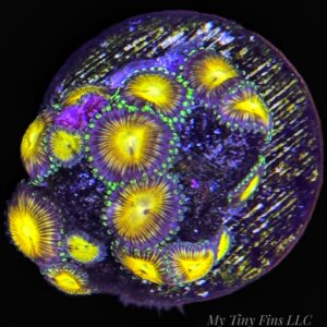 1000173958 Assorted Ultra Zoanthid Frag – WYSIWYG Soft Coral