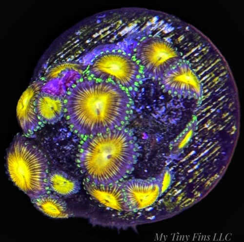Assorted Ultra Zoanthid Frag – WYSIWYG Soft Coral