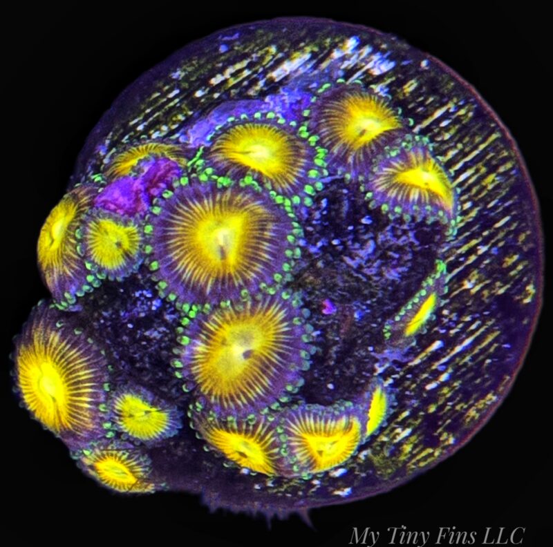 1000173958 Assorted Ultra Zoanthid Frag – WYSIWYG Soft Coral