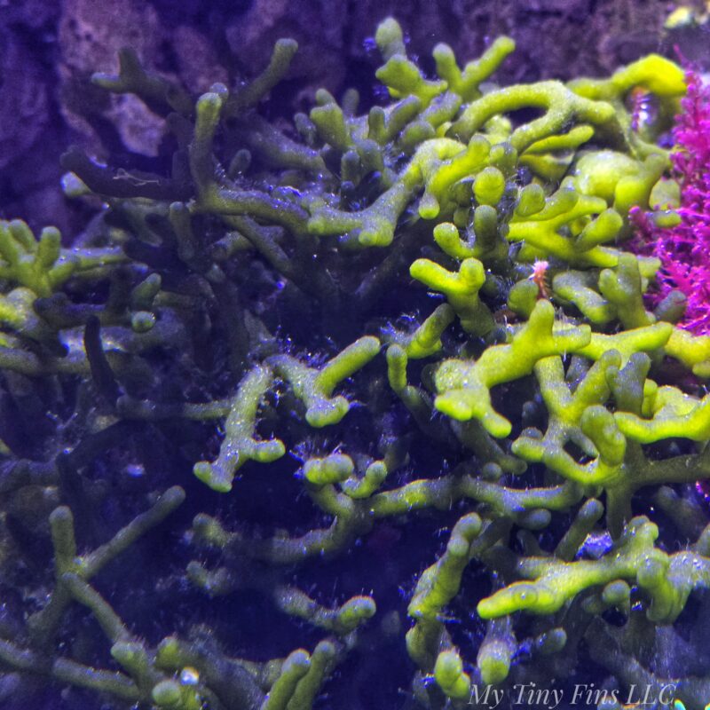 Codium Macroalgae - 2-3"