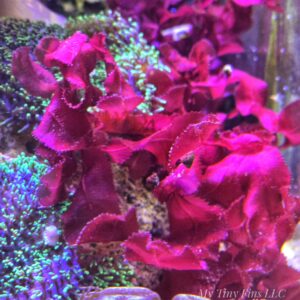 Red Sawblade - Macroalgae 1-2"