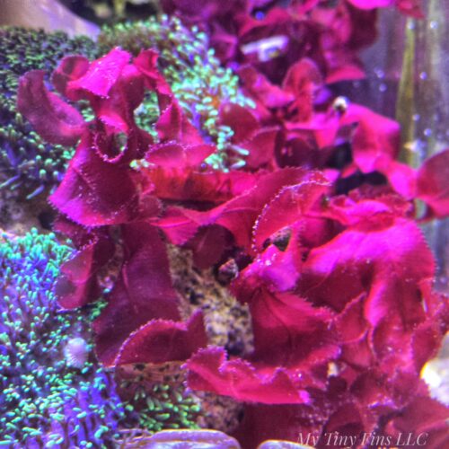 Red Sawblade - Macroalgae 1-2"